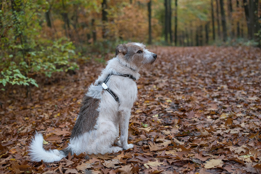 1111  Felix-16X_4234-1-Kopie.jpg